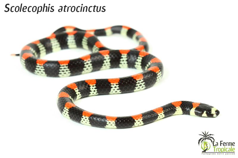 Scolecophis_atrocinctusApercu