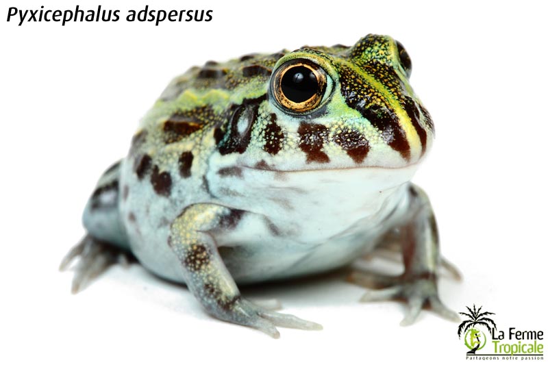 pyxicephalus_adspersus