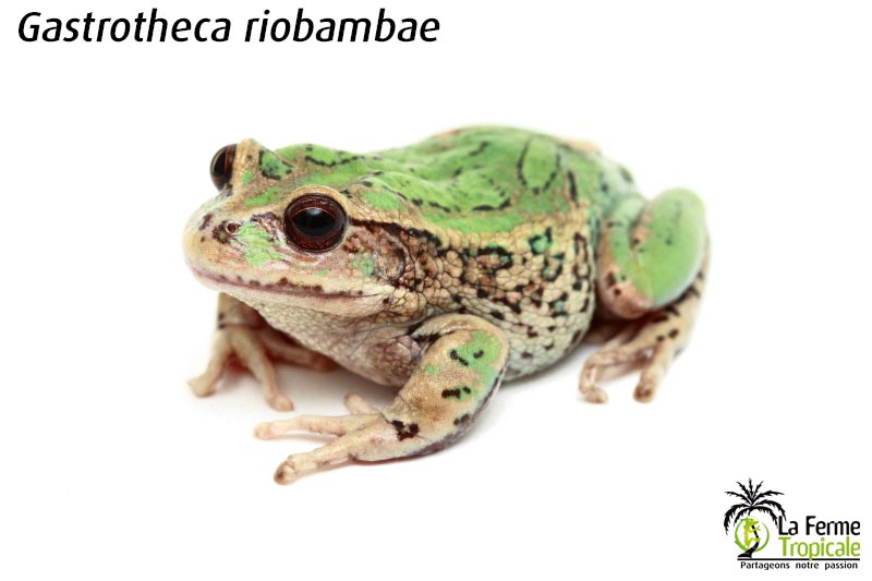 Gastrotheca_riobambae