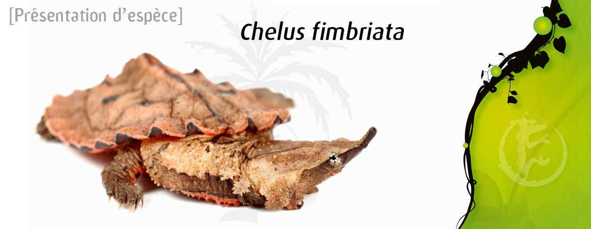 chelus_fimbriata