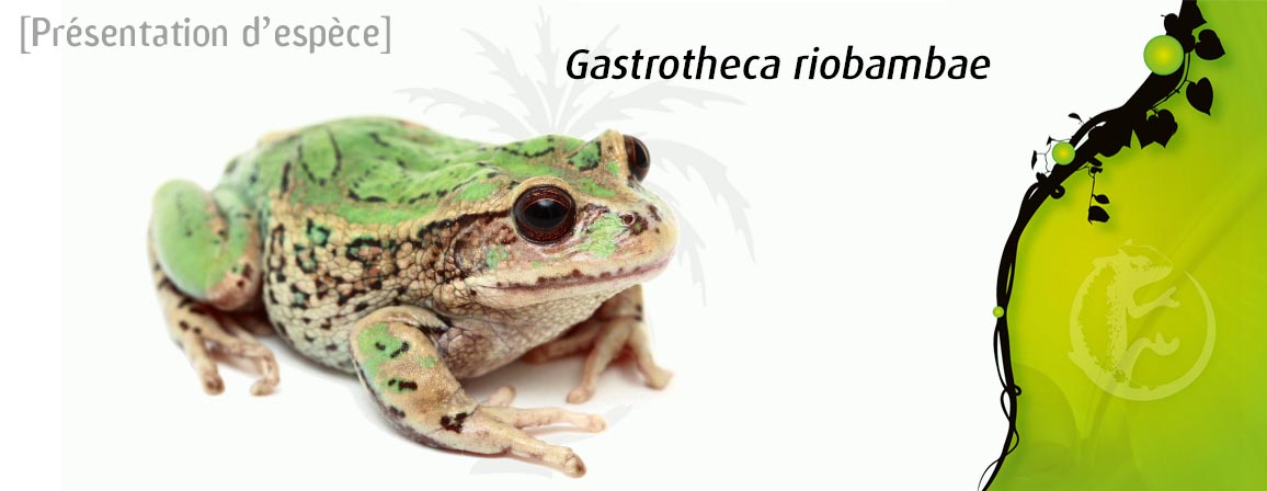 gastrotheca