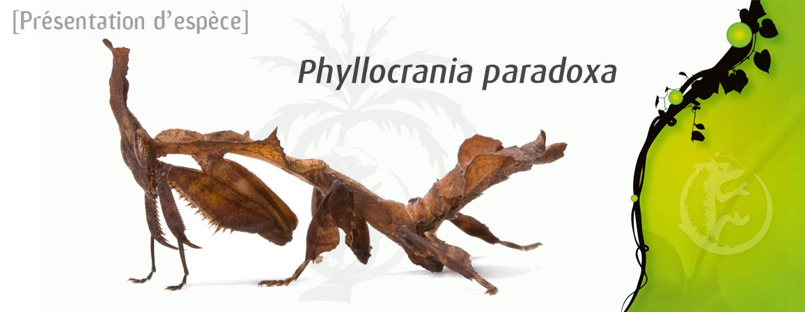 phyllocrania_paradoxa