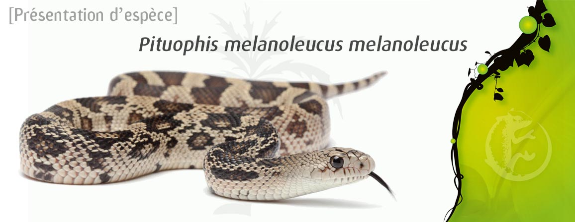 pituophis_mel_mel