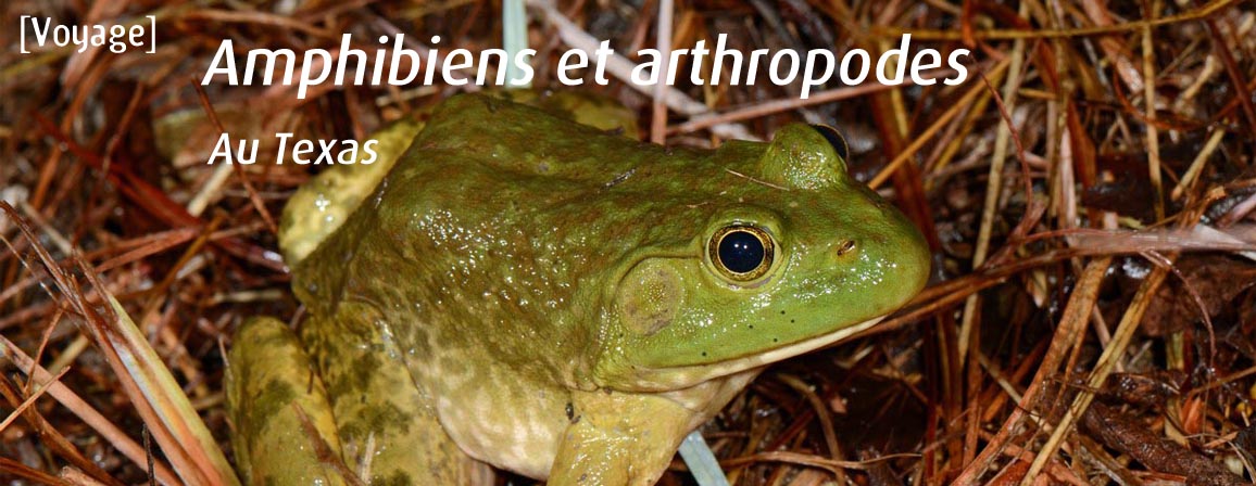 amphibiens_texas