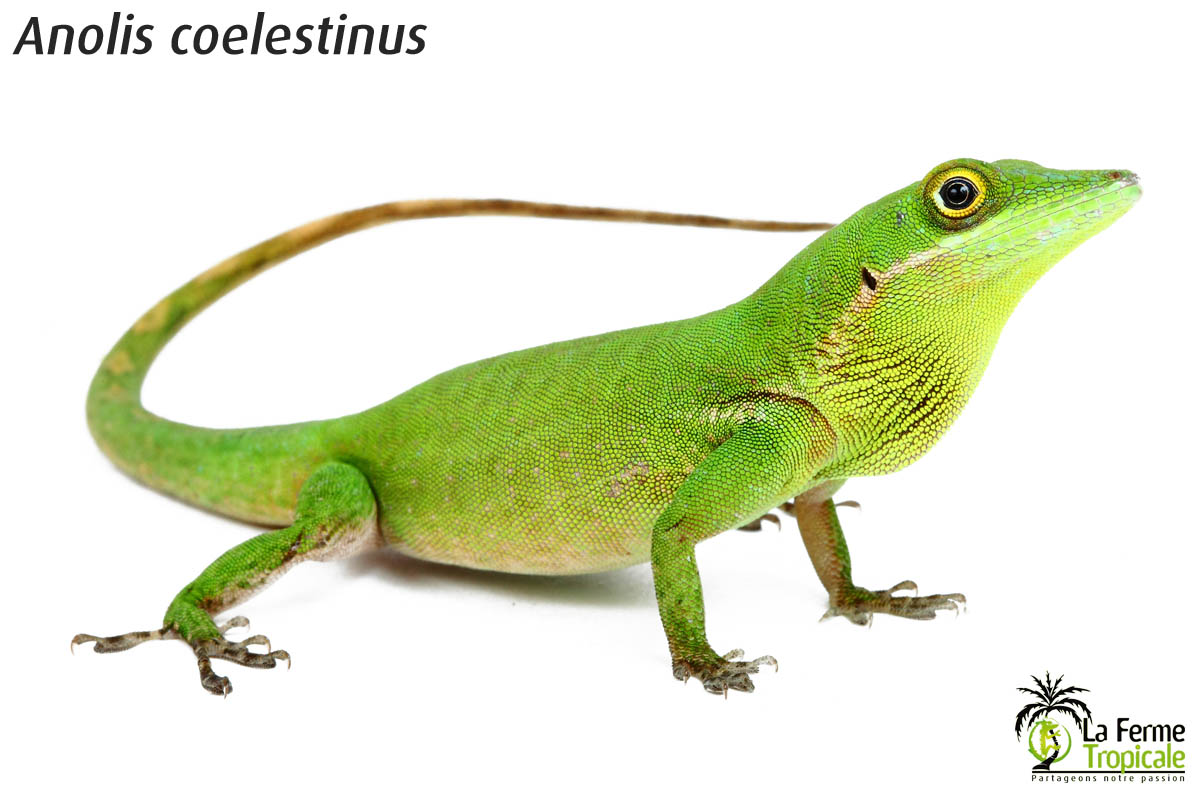 anolis_coelestinus
