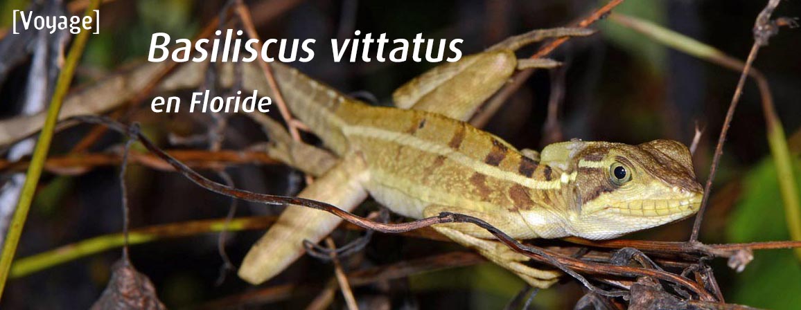 basiliscus