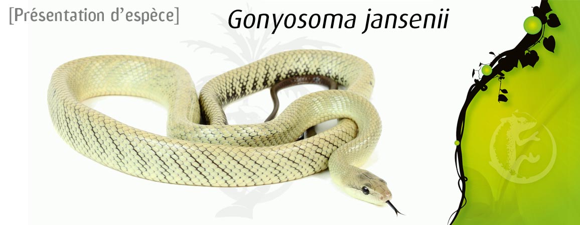 gonyosoma_jansenii