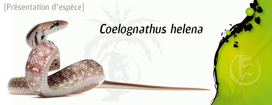 coelognathus_helena