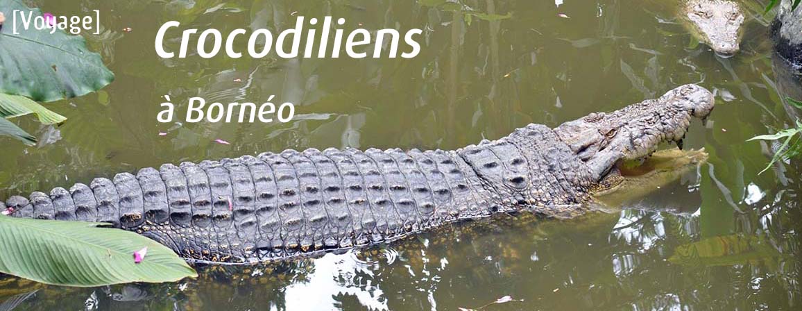 crocobornéo