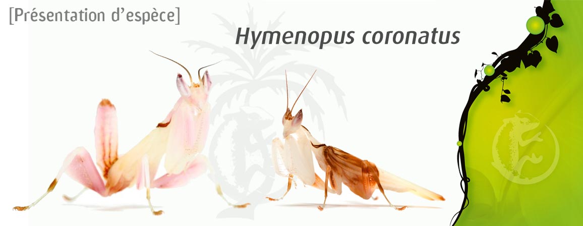 hymenopus_coronatus