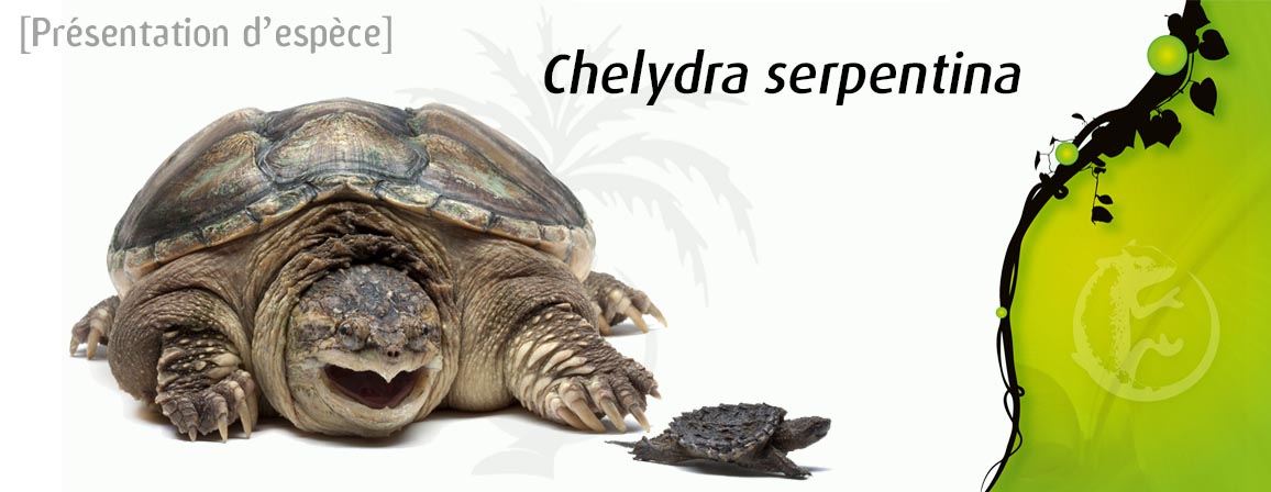 chelydra