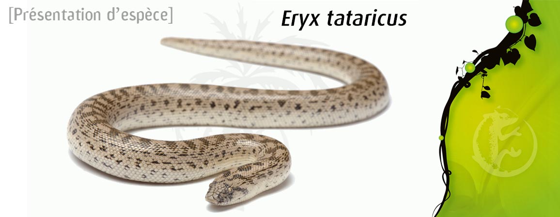eryx_tataricus