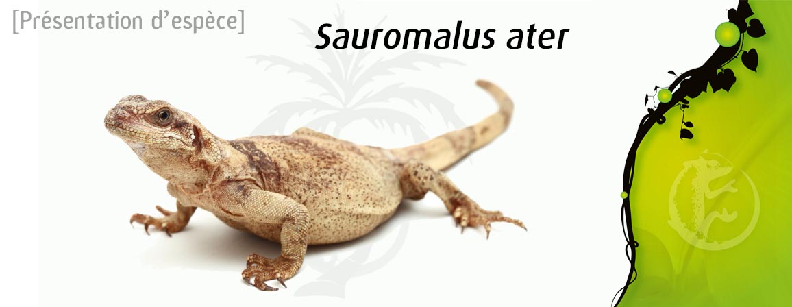 sauromalus