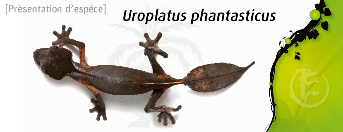 uroplatus_phantasticus