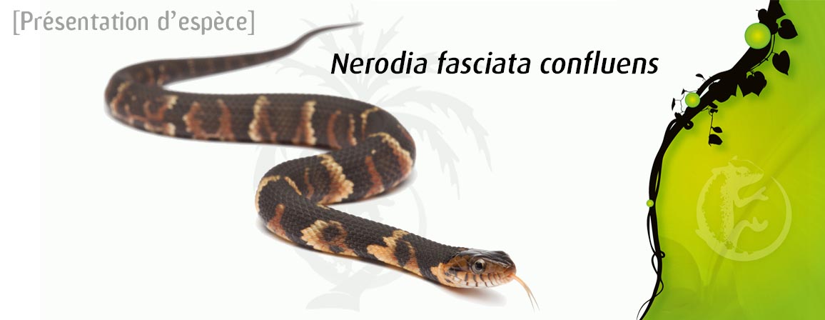 NERFASCON