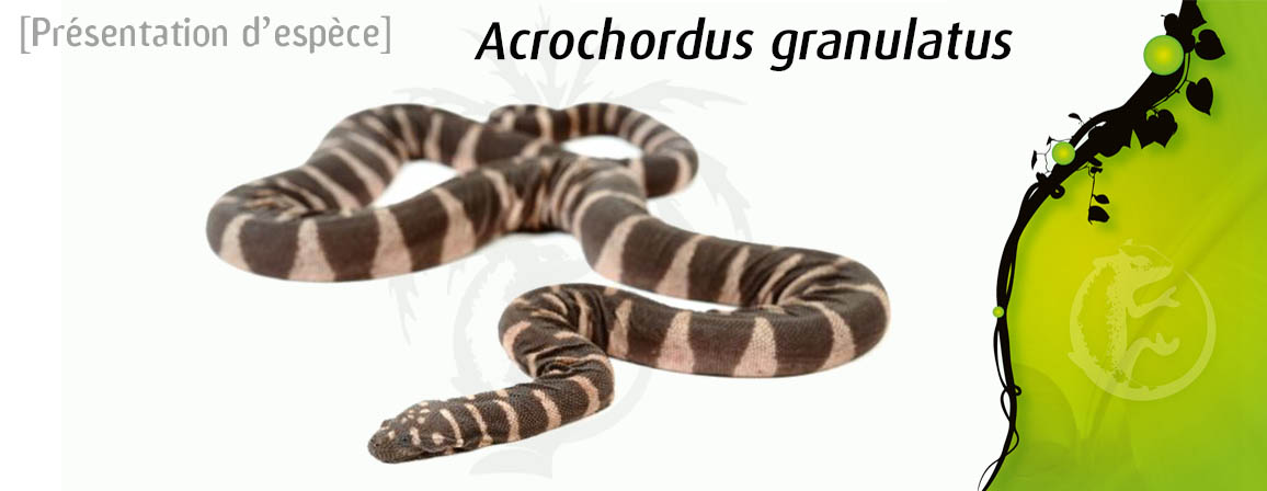 acrochordus_granulatus