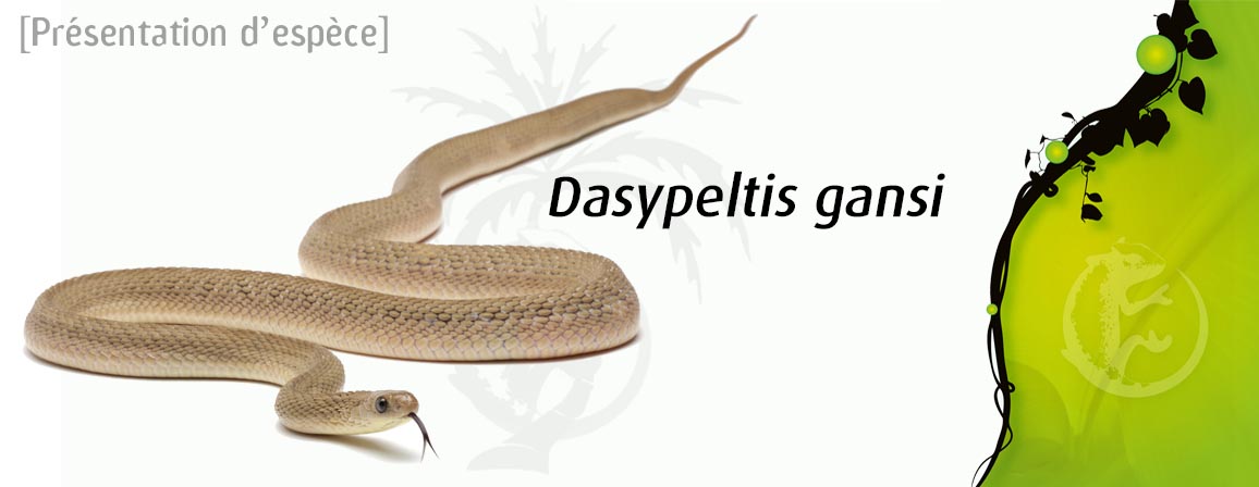 das_gan