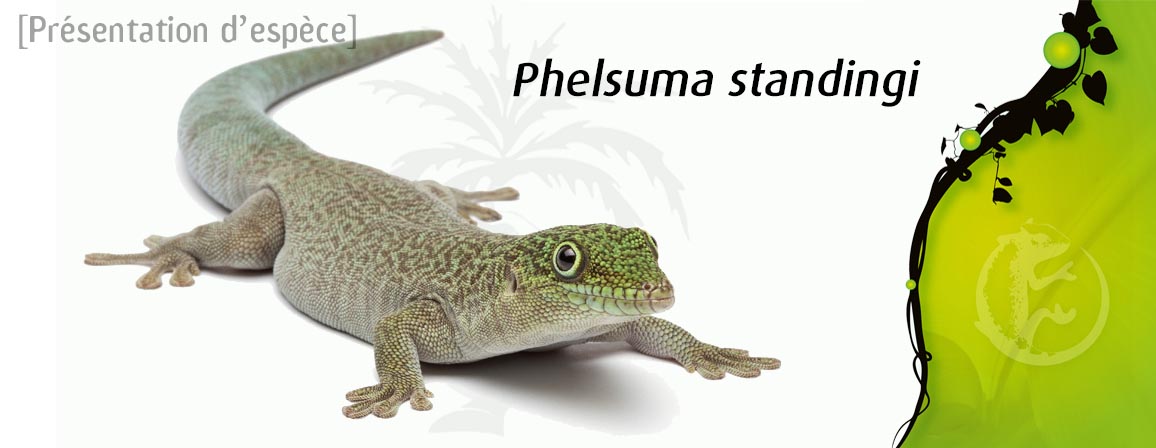 phelsuma_standingi