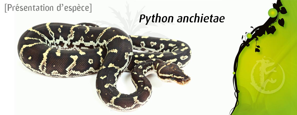 PYTANC