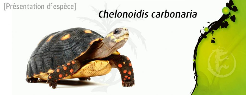 chelonoidis_carbonaria
