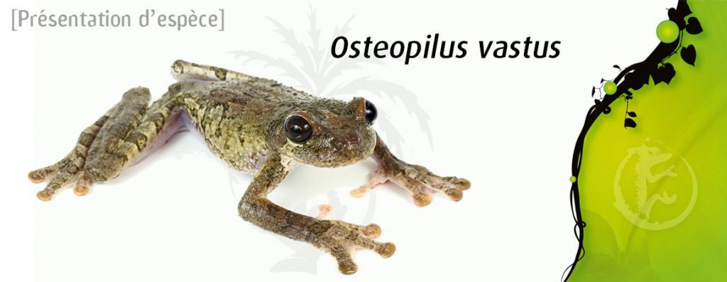 osteopilus_vastus