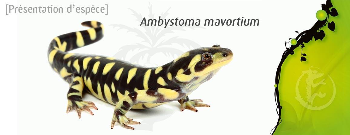 ambystoma_mavortium