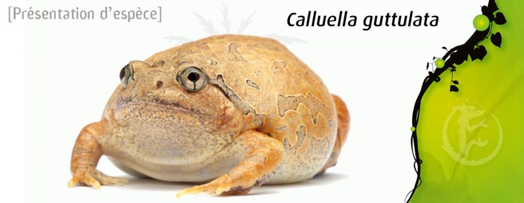 calluela_guttulata