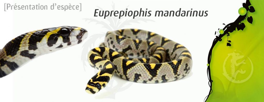 euprepiophis_mandarinus