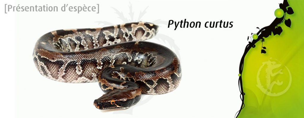 python_curtus