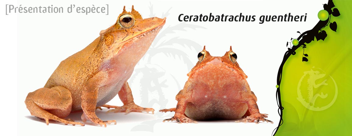 ceratobatrachus_guentheri