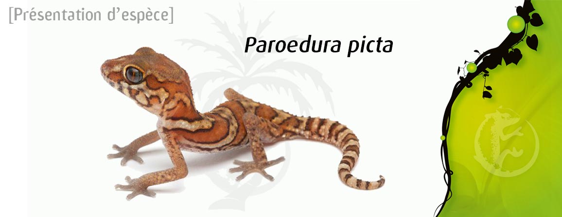 paroedura_picta