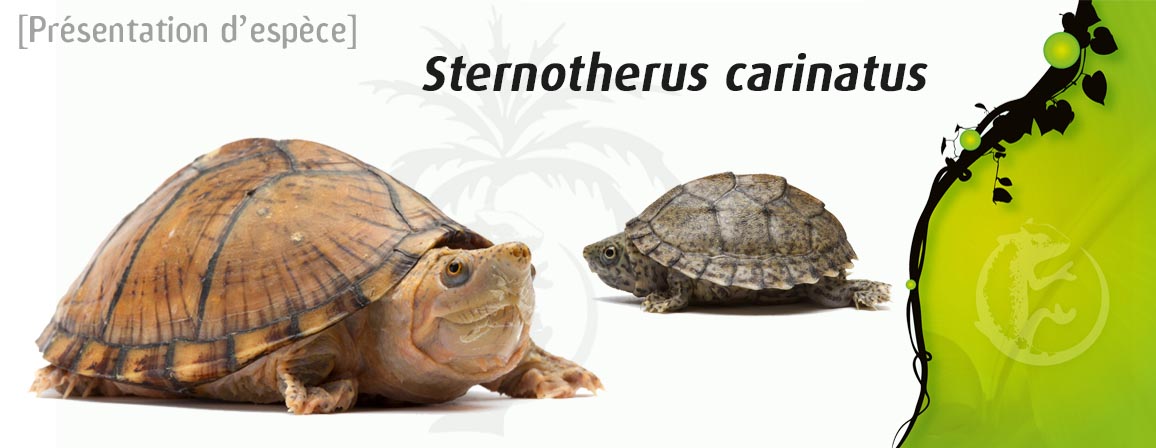 sternotherus_carinatus