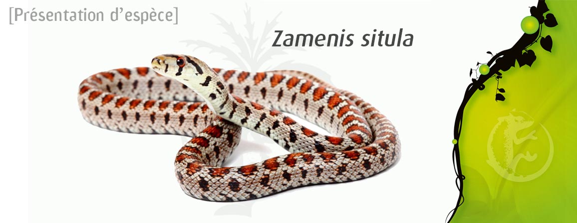 zamenis_situla