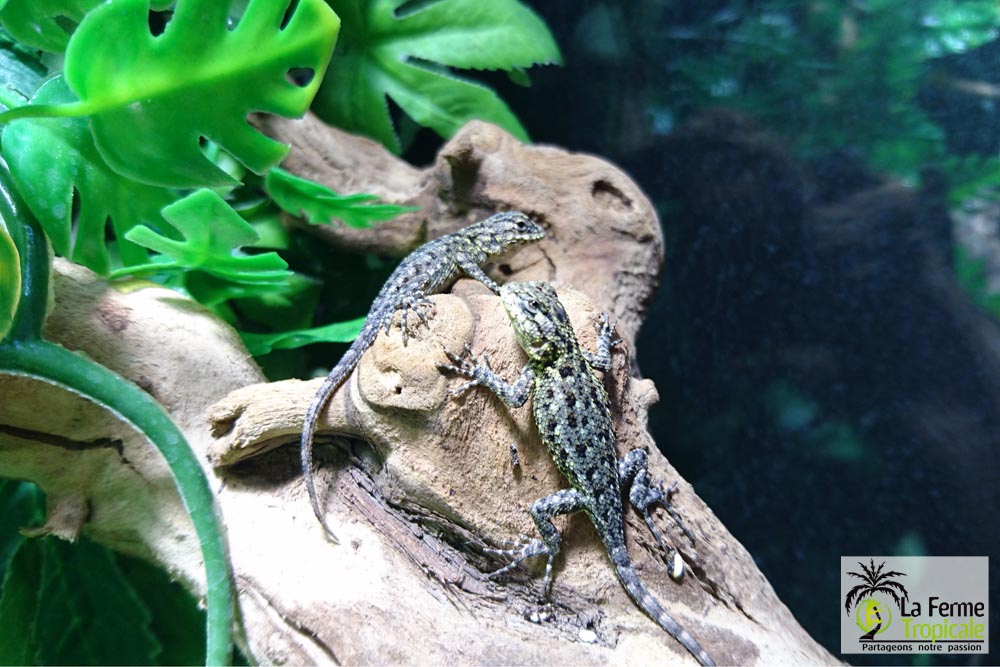 sceloporus-malachiticus-n-c-nes-en-boutique