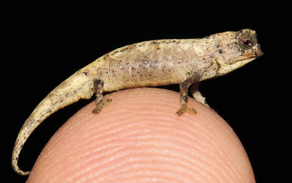 Le caméléon Brookesia nana ou B.nana