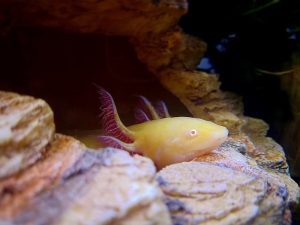 Axolotl albinos de profil, dans une grotte