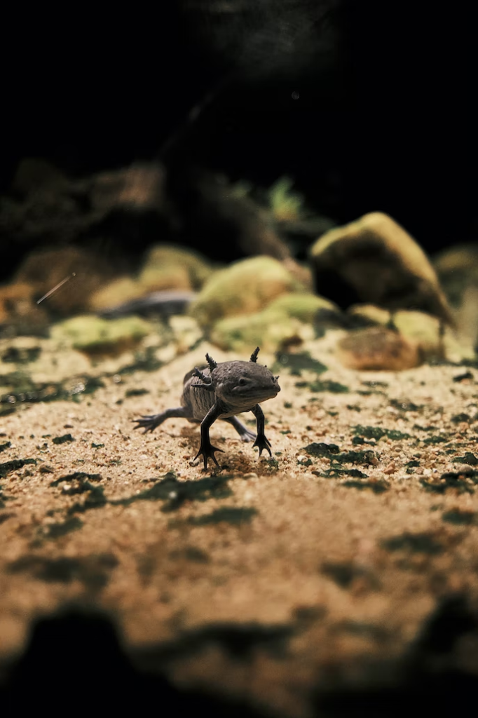 Axolotl de face dans son état sauvage