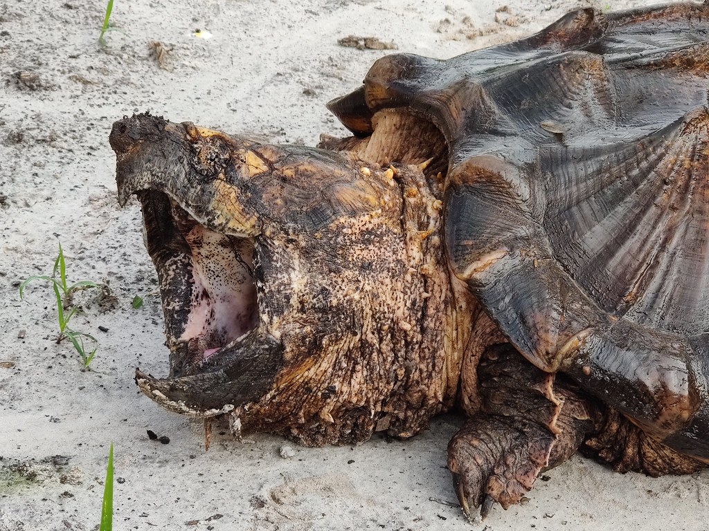 Macrochelys temminckii en position de défense.