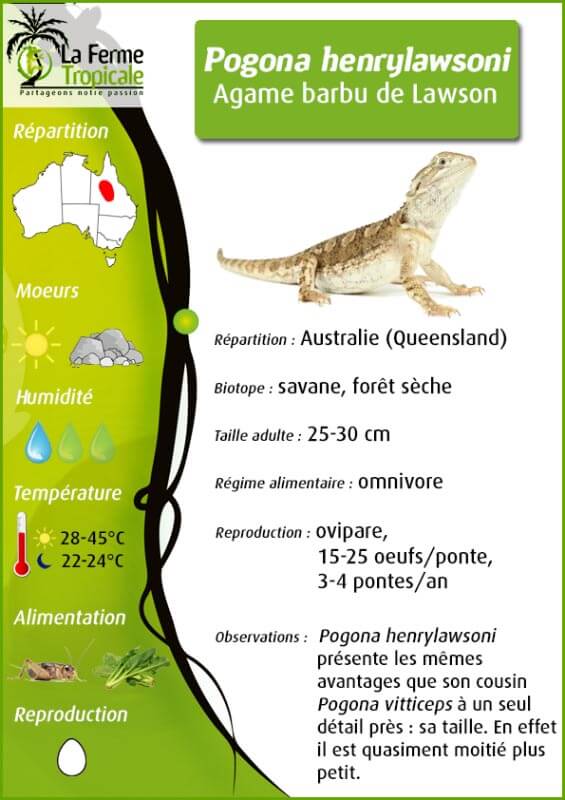Pogona henrylawsoni, juvénile