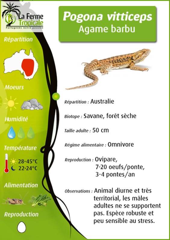 Pogona vitticeps, juvénile