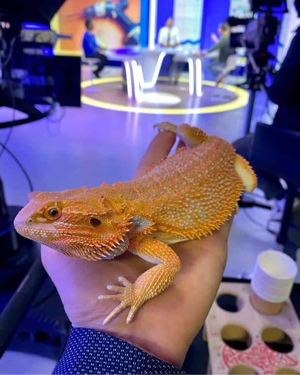 un lézard sur un plateau de tournage