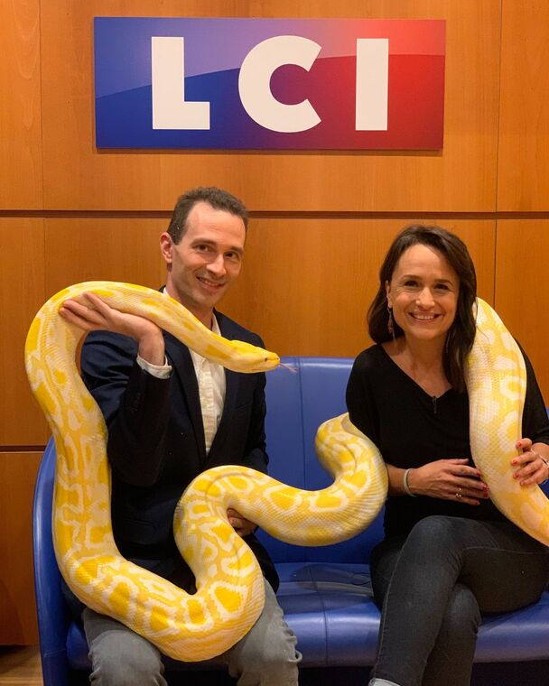 Karim Daoues sur la chaine LCI avec un gros python molure albinos