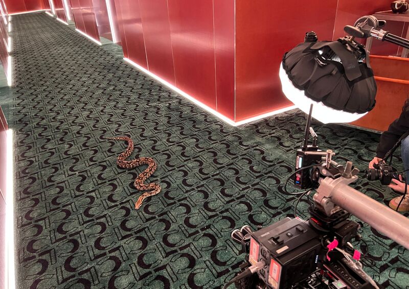 serpents sur tournage d'un clip