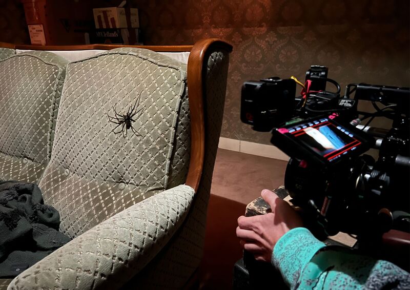 araignée sur tournage du filme Vermines