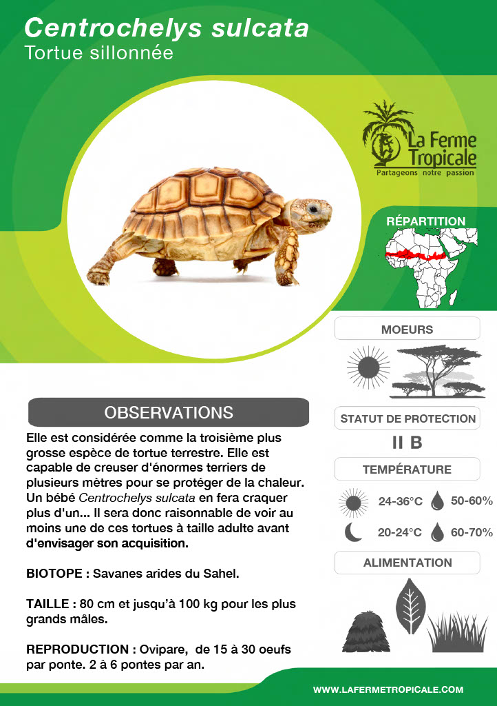 Alimentations en fiches :TORTUES PALUSTRES EXOTIQUES OMNIVORES