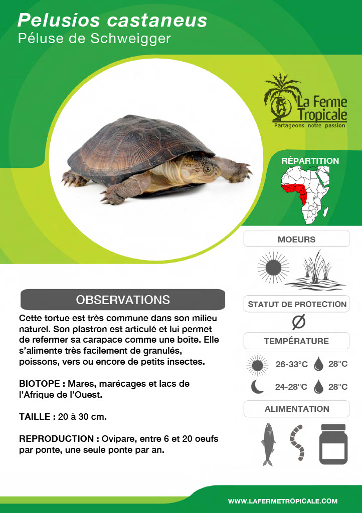 Tortue d'hermann : taille, description, biotope, habitat, reproduction