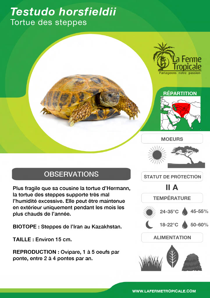 Achat Tortues Terrestre - Tortues Terrestres - La Ferme Tropicale