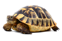 tortues