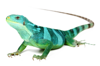 lézards