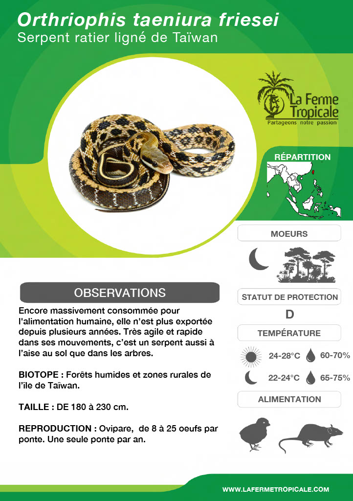Fiche-Orthriophis-taeniura-friesei